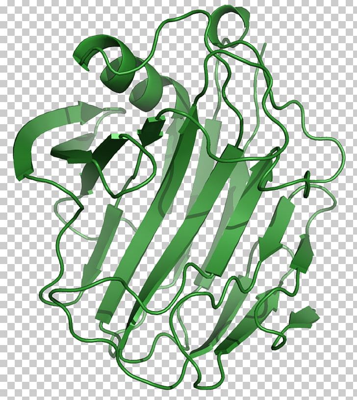 Cellulase Enzyme Cellulose Protease Amylase PNG, Clipart, Alphaamylase, Amylase, Area, Bacteria, Branch Free PNG Download