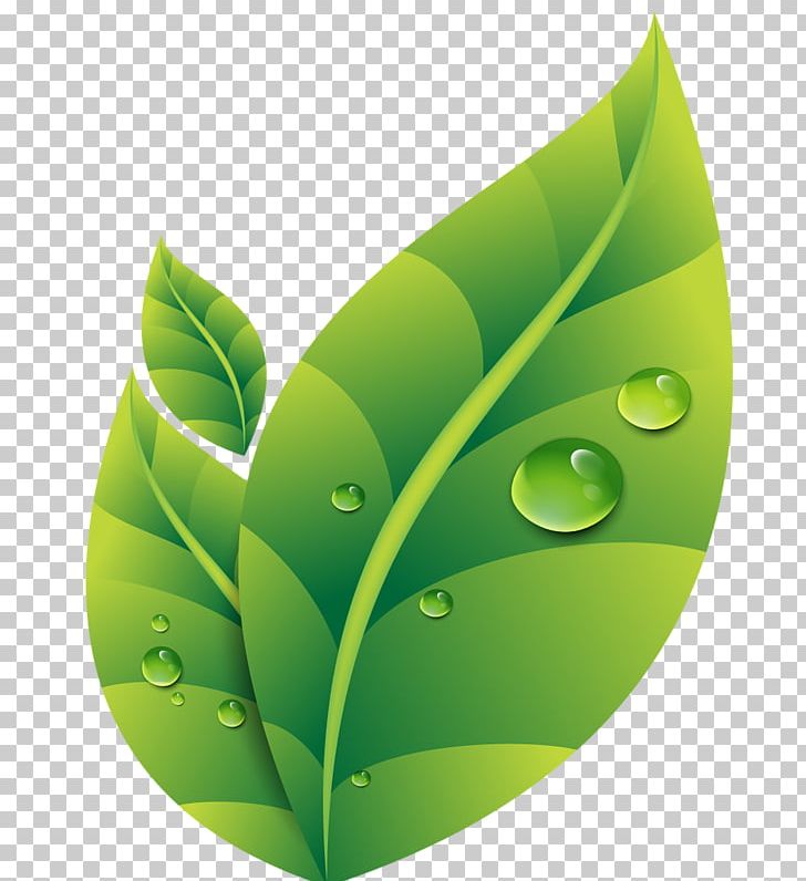Dew Drop Leaf PNG, Clipart, Background Green, Computer Wallpaper, Designer, Dew, Download Free PNG Download