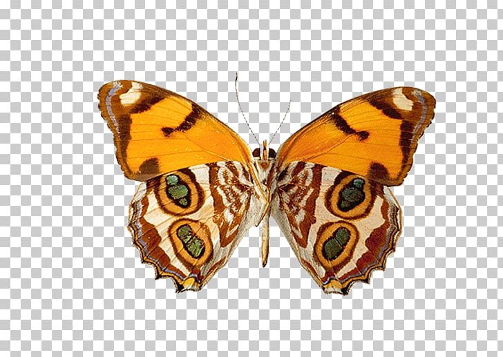 Lossless Compression PNG, Clipart, 3d Computer Graphics, Brush Footed Butterfly, Data, Insect, Invertebrate Free PNG Download
