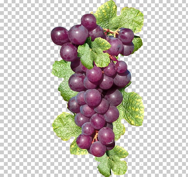 Sultana Grape Fruit PNG, Clipart, Bunch Of Grapes, Data, Food, Fruit, Fruit Nut Free PNG Download