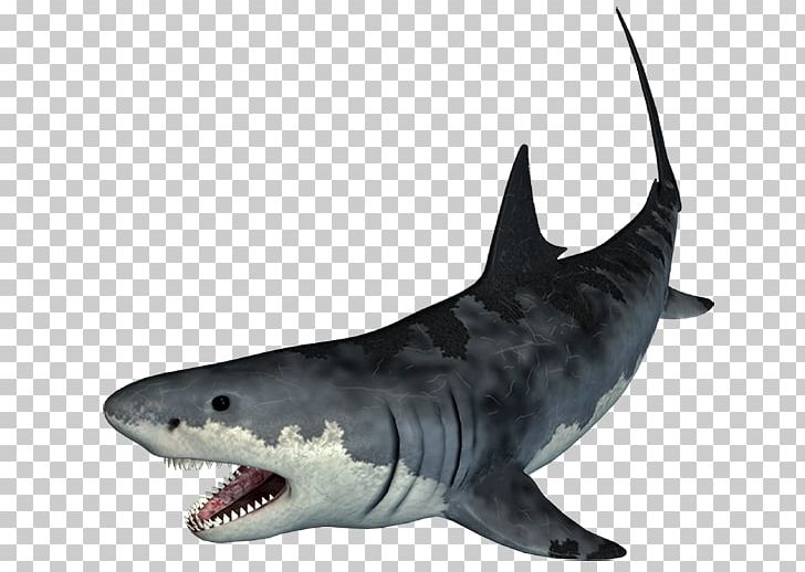 Tiger Shark Portable Network Graphics Adobe Photoshop Cartilaginous Fishes PNG, Clipart, Animals, Carcharhiniformes, Cartilaginous Fish, Cartilaginous Fishes, Download Free PNG Download