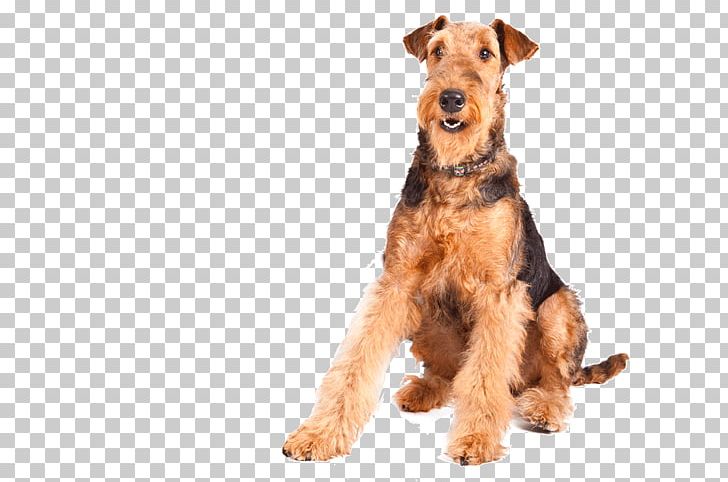 Airedale Terrier Welsh Terrier Labrador Retriever Boston Terrier Welsh Springer Spaniel PNG, Clipart, Airedale Terrier, American Kennel Club, Animals, Black Russian Terrier, Boston Terrier Free PNG Download