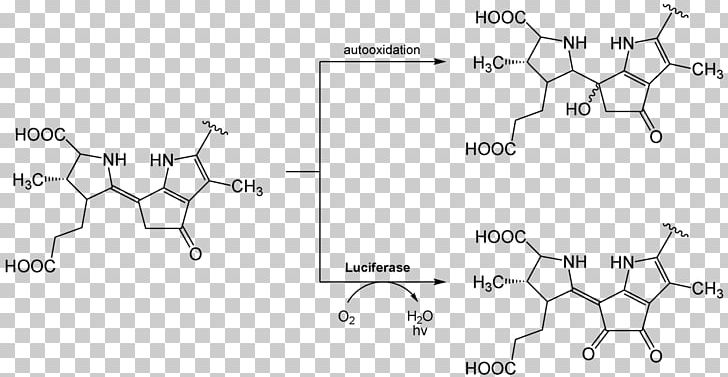 Firefly Luciferin Luciferase Bioluminescence Chemical Reaction PNG, Clipart, Adenosine Triphosphate, Angle, Animals, Area, Auto Part Free PNG Download