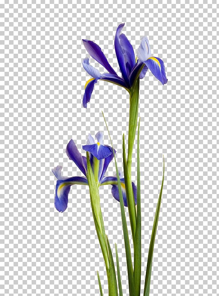 Irises Purple Blue Flower Ipomoea Nil PNG, Clipart, Art, Beach Rose, Blue, Color, Crocus Free PNG Download