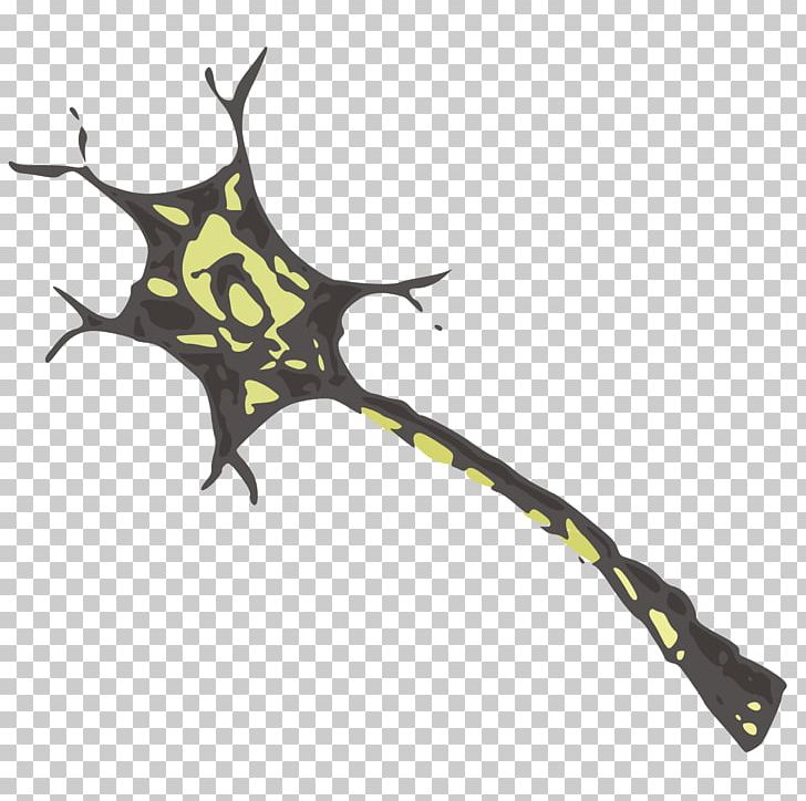 Neuron Nervous System Cell Nerve Brain PNG, Clipart, Axon, Biology, Brain, Branch, Cell Free PNG Download