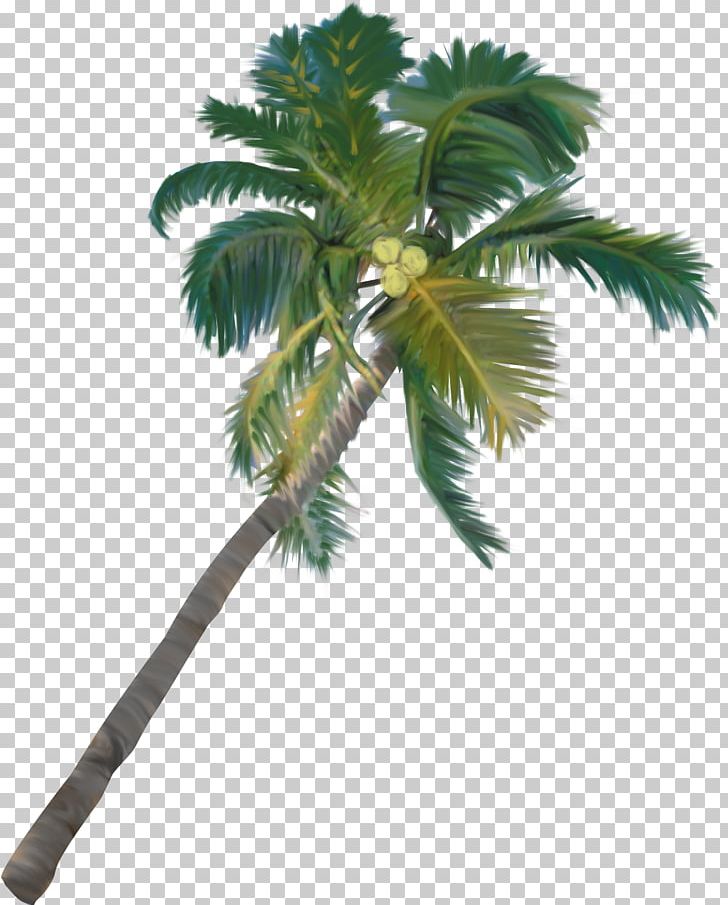 Tree Arecaceae Plant PNG, Clipart, Arecaceae, Arecales, Asian Palmyra Palm, Borassus Flabellifer, Branch Free PNG Download