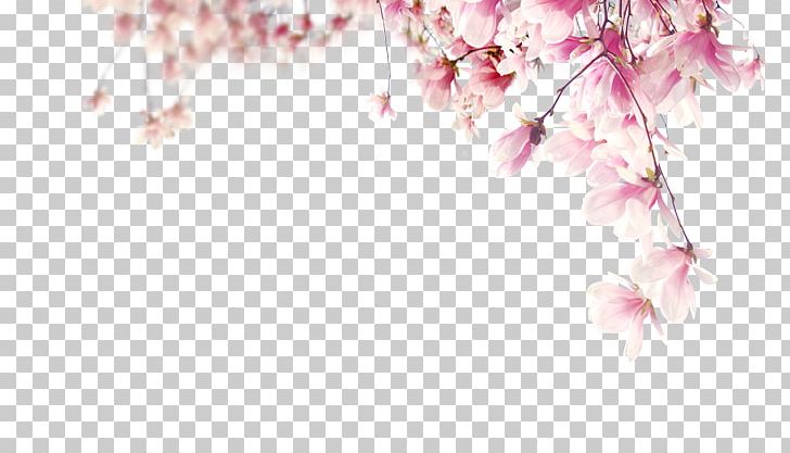 Adobe Illustrator Petal PNG, Clipart, Adobe Illustrator, Artworks, Blossom, Blossoms, Branch Free PNG Download