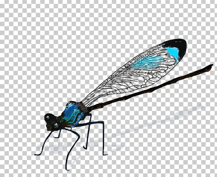 Insect Dragonfly Drawing Damselfly PNG, Clipart, Animal, Animals, Animation, Arthropod, Blackbearded Flying Fox Free PNG Download