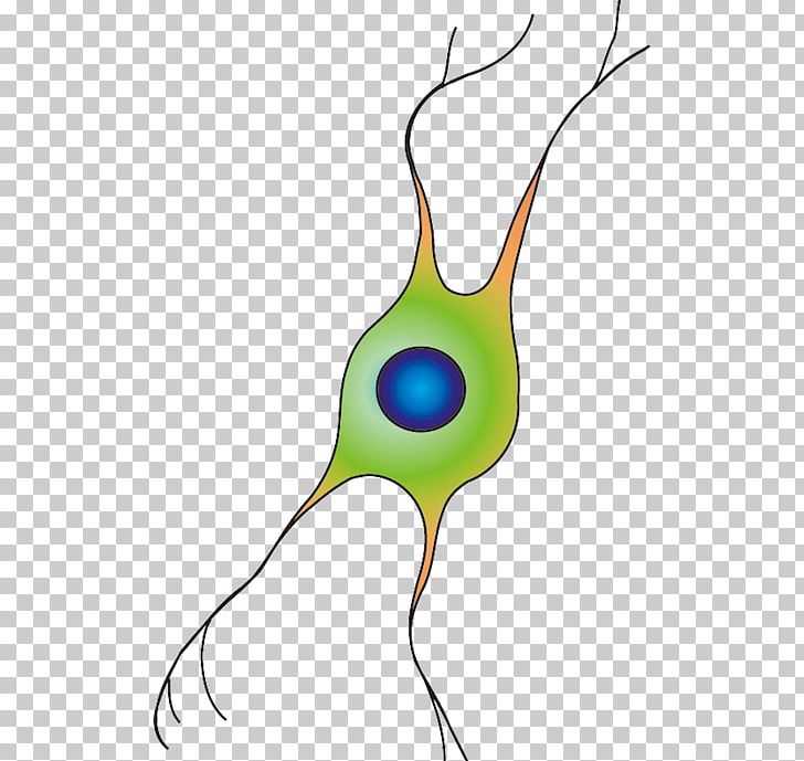 Oligodendrocyte Portable Network Graphics Database Center For Life Science Cell PNG, Clipart, Artwork, Astrocyte, Beak, Branch, Cell Free PNG Download