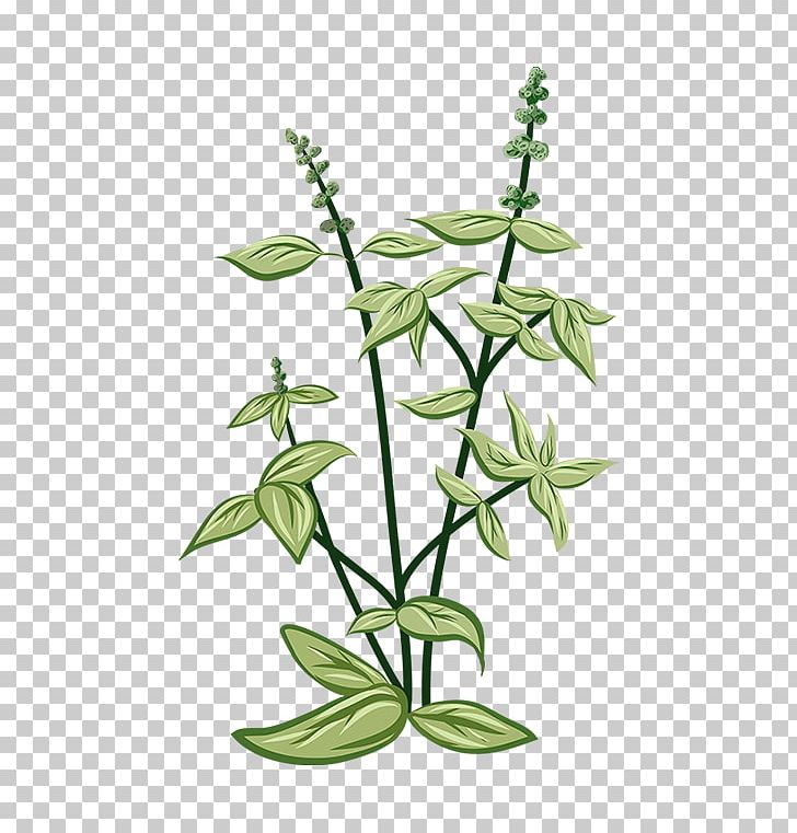 Greenify Herbaceous Plant Thai Basil Herbaceous Plant PNG, Clipart, Branch, Copenhagen, Flora, Flower, Flowering Plant Free PNG Download