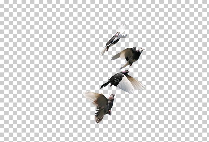 Bird Rock Dove Homing Pigeon 和平鴿 Feather PNG, Clipart, Animals, Beak, Bird, Download, Fauna Free PNG Download