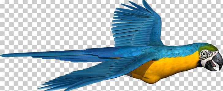 Macaw Parakeet Feather Beak Pet PNG, Clipart, Animal, Animal Figure, Animals, Beak, Belly Free PNG Download