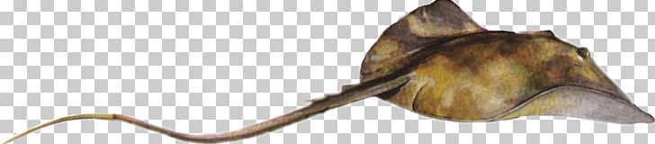 Common Stingray Myliobatoidei Batoidea Skate PNG, Clipart, Animals, Batoidea, Bottom, Common Stingray, Fish Free PNG Download