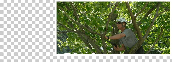 Crop Allen's Tree Works Pruning Tree Care PNG, Clipart,  Free PNG Download