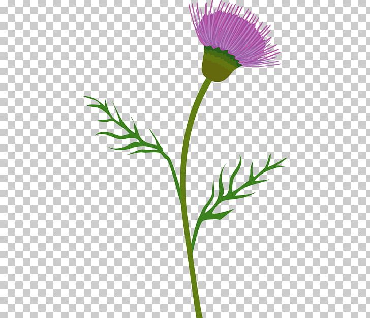 Milk Thistle Cirsium Vulgare PNG, Clipart, Cirsium, Cirsium Vulgare, Creeping Thistle, Cut Flowers, Drawing Free PNG Download