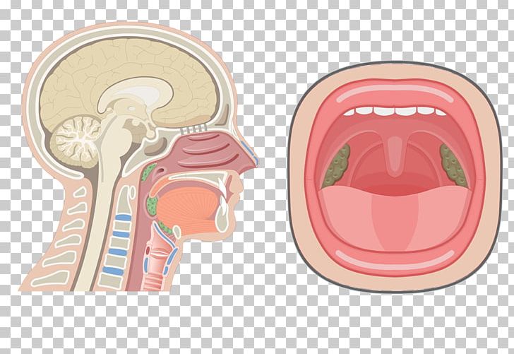 Nasal Cavity Anatomy Of The Human Nose Pharynx Respiratory System PNG, Clipart, Anatomy, Body Cavity, Bone, Cheek, Chin Free PNG Download