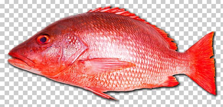 Northern Red Snapper Fish Seafood Vermilion Snapper PNG, Clipart, Animal Source Foods, Brown Spotted Reef Cod, Cod, Fauna, Fish Free PNG Download