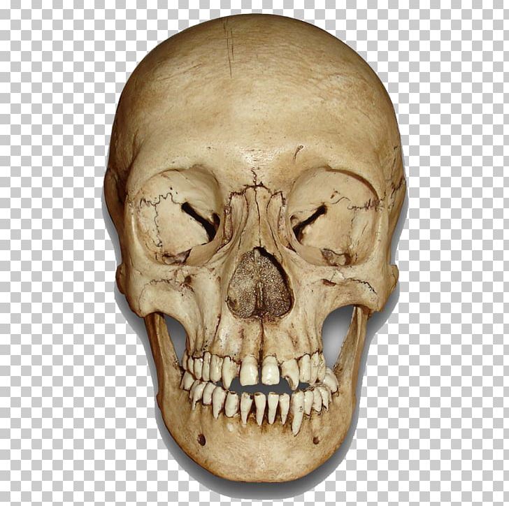Skull PNG, Clipart, Skull Free PNG Download