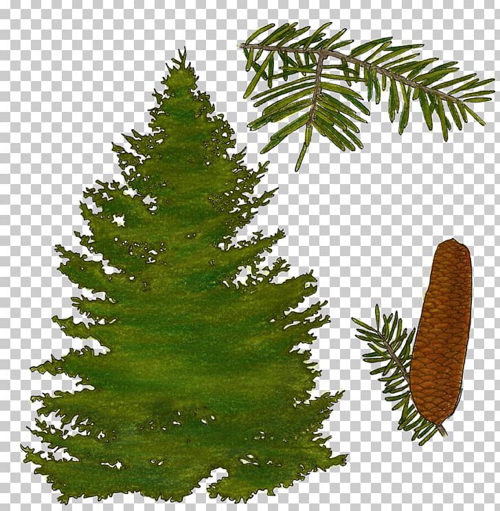 Balsam Fir Pine Black Spruce Quaking Aspen Larch PNG, Clipart, Balsam Fir, Biome, Branch, Christmas Decoration, Christmas Ornament Free PNG Download