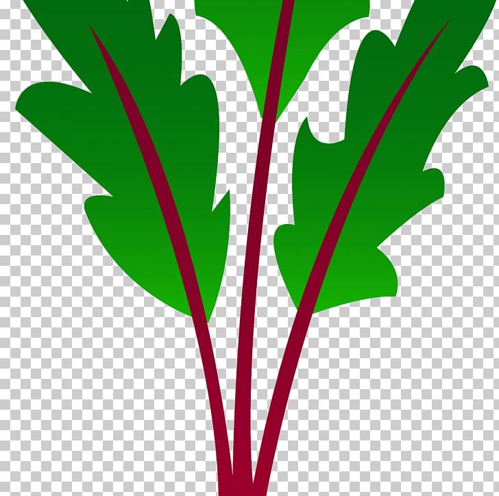 Beetroot Vegetable Tomato PNG, Clipart, Beetroot, Download, Drawing, Food, Food Drinks Free PNG Download