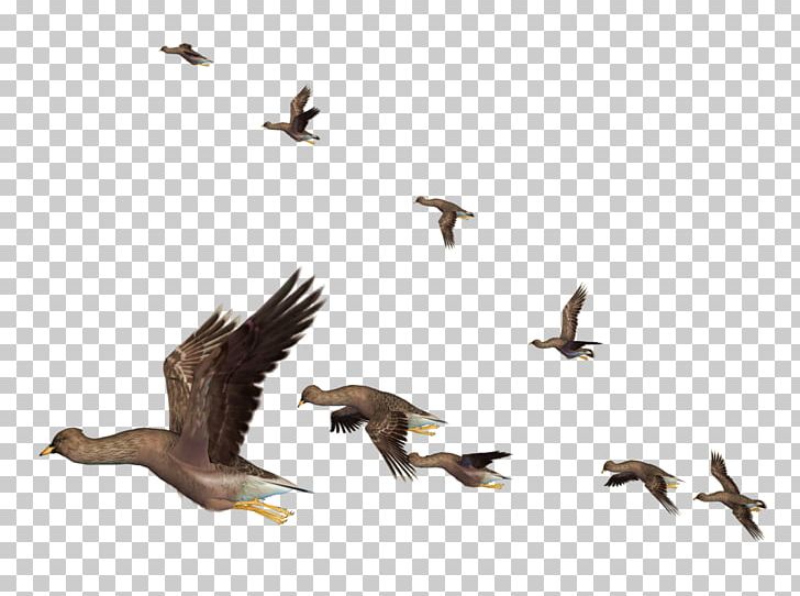 Bird Flight Bird Flight PNG, Clipart, Accipitriformes, Angry, Animal Migration, Animals, Beak Free PNG Download