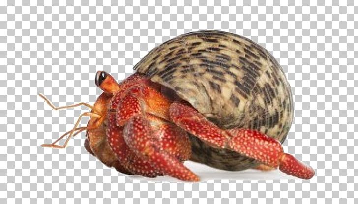 Hermit Crab Stock Photography Pet Coenobita Perlatus PNG, Clipart, Animal, Animals, Animal Source Foods, Clam, Coenobita Perlatus Free PNG Download
