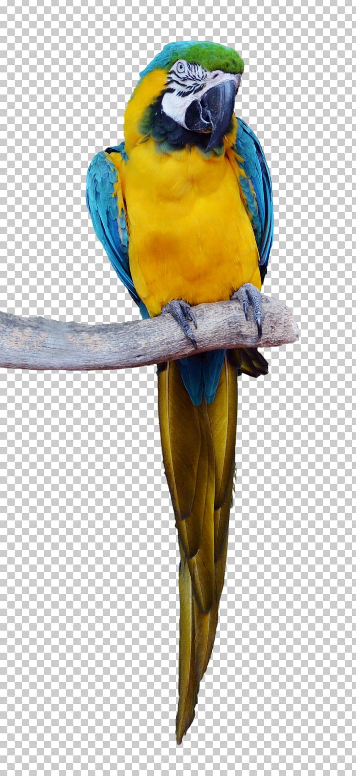 Parrot Bird Macaw Parakeet PNG, Clipart, Animal, Animals, Beak, Bird, Common Pet Parakeet Free PNG Download
