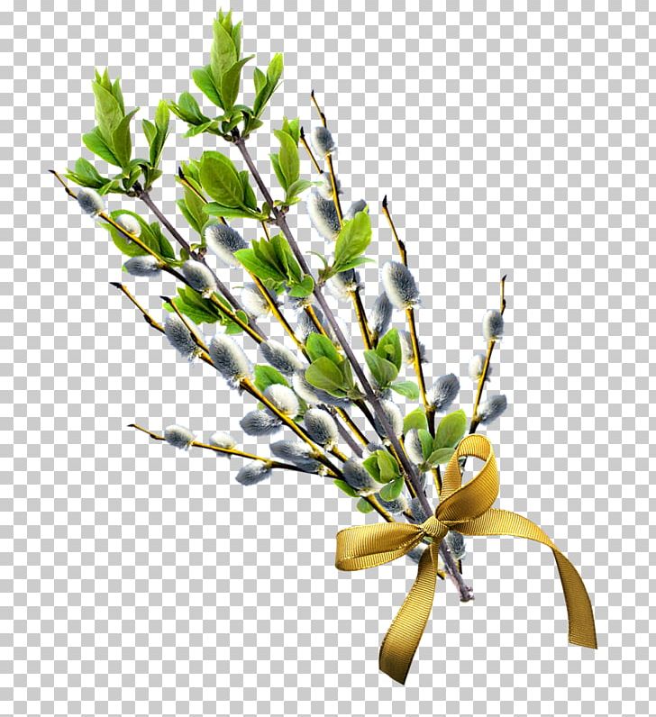 Willow PNG, Clipart, Branch, Bud, Computer Icons, Cut Flowers, Digital Image Free PNG Download