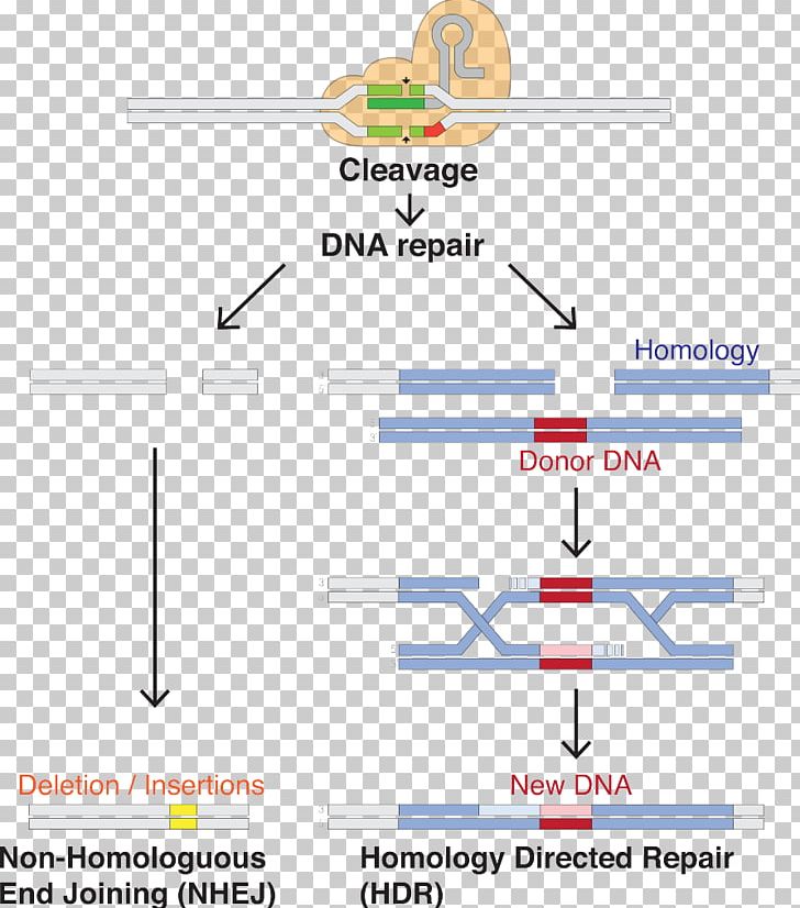 CRISPR Guide RNA Cas9 Genome Editing PNG, Clipart, Angle, Area, Candida Albicans, Crispr, Diagram Free PNG Download