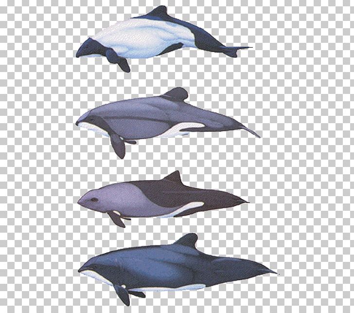 La Plata Dolphin River Dolphin Northern Right Whale Dolphin Bottlenose Dolphin Humpback Dolphin PNG, Clipart, Bottlenose Dolphin, Humpback Dolphin, La Plata Dolphin, Northern Right Whale Dolphin, River Dolphin Free PNG Download