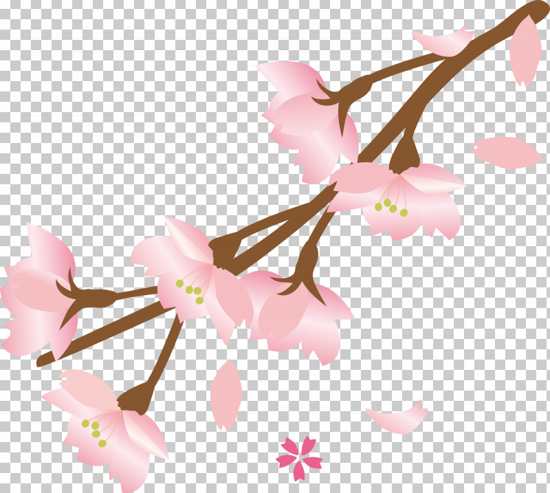 Cherry Flower Floral Flower PNG, Clipart, Blossom, Branch, Cherry Blossom, Cherry Flower, Floral Free PNG Download