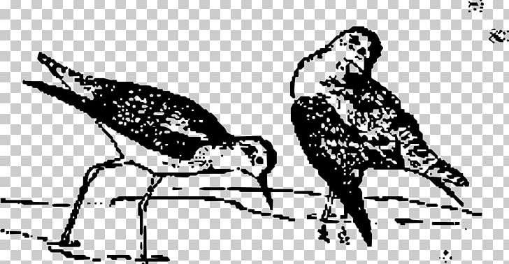 Bird Nest Beak PNG, Clipart, Animals, Art, Avocet, Beak, Bird Free PNG Download
