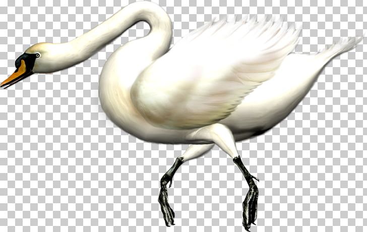 Cygnini Bird Swan Goose Domestic Goose PNG, Clipart, Adobe Illustrator, Animal, Animals, Beak, Canadian Goose Free PNG Download