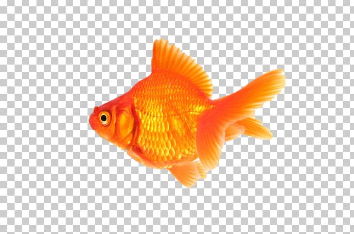 Fantail Desktop 1080p Fish PNG, Clipart, 1080p, Animal, Animals, Bony Fish, Computer Free PNG Download
