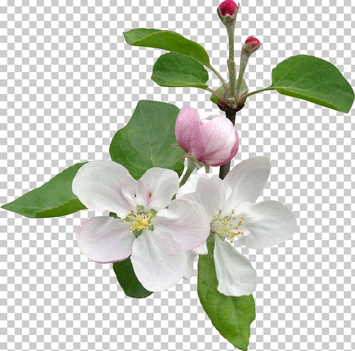 Flower Branch Stock Photography Tree Blossom PNG, Clipart, Apple, Blossom, Branch, Cut Flowers, Flower Free PNG Download