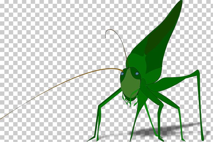 Grasshopper PNG, Clipart, Arthropod, Background Green, Blog, Cricket, Cricket Like Insect Free PNG Download