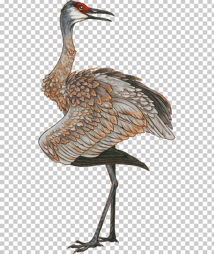 Red-crowned Crane Bird Drawing PNG, Clipart, Animal, Beak, Bird Drawing, Cartoon, Common Crane Free PNG Download