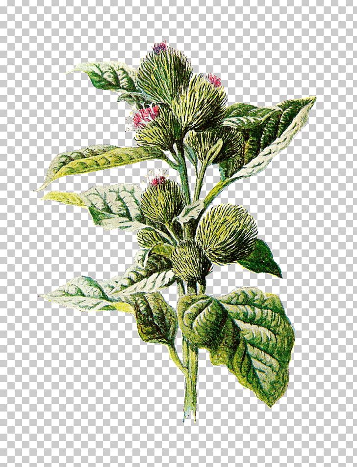 Greater Burdock Drawing Flower PNG, Clipart, Art, Botanical, Botanical Illustration, Botany, Burdock Free PNG Download