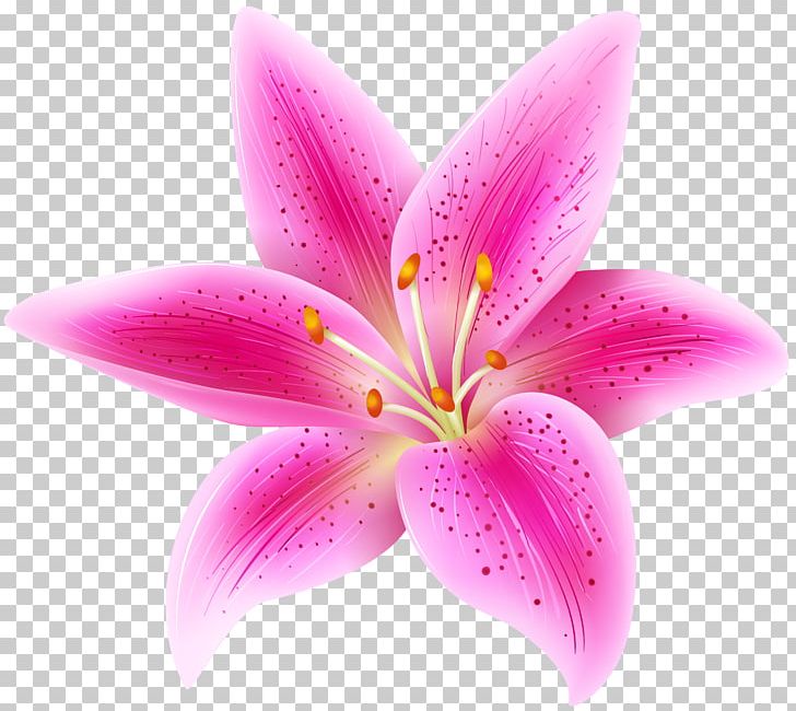 Lilium 'Stargazer' Pink Flower PNG, Clipart, Arumlily, Calla Lily, Clip Art, Clipart, Closeup Free PNG Download