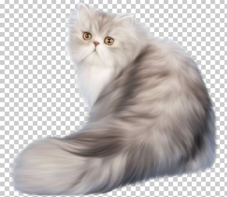 Persian Cat Ferret Kitten PNG, Clipart, Animals, Asian Semi Longhair, British Semi Longhair, Carnivoran, Cat Free PNG Download