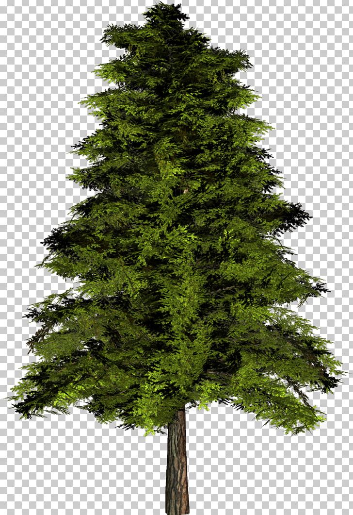 The Rider Alnus Incana Tree English Oak PNG, Clipart, Alder, Alnus Cordata, Biome, Birch, Branch Free PNG Download