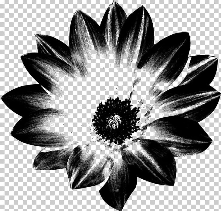 White Flowering Plant Symmetry PNG, Clipart, Black And White, Flora, Floral Brush, Flower, Flowering Plant Free PNG Download