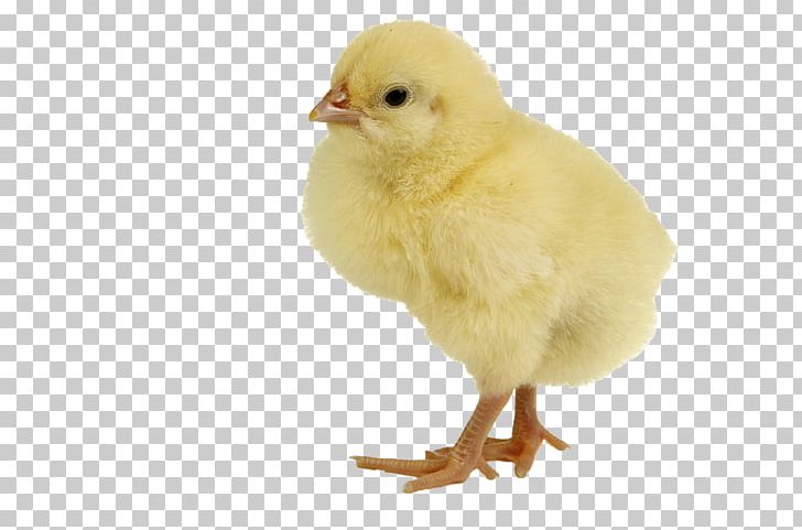 Chicken Meat Duck Infant PNG, Clipart, Animals, Baby, Beak, Bird, Chicken Free PNG Download