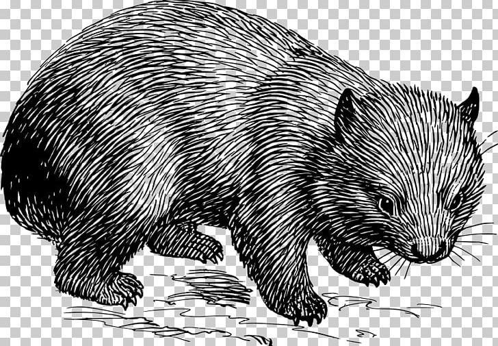 Wombat Rat Marsupial Drawing Koala PNG, Clipart, Animals, Bear, Beaver, Black And White, Carnivoran Free PNG Download