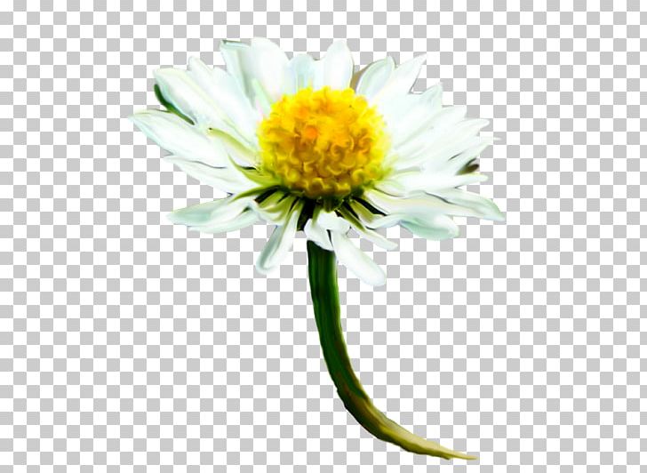 Common Daisy PNG, Clipart, Aster, Computer, Daisy Family, Data, Encapsulated Postscript Free PNG Download