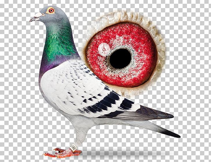 Racing Homer Homing Pigeon Pigeon Racing Bird Dordrecht PNG, Clipart, Animals, Beak, Bird, Columbidae, Crowned Pigeon Free PNG Download