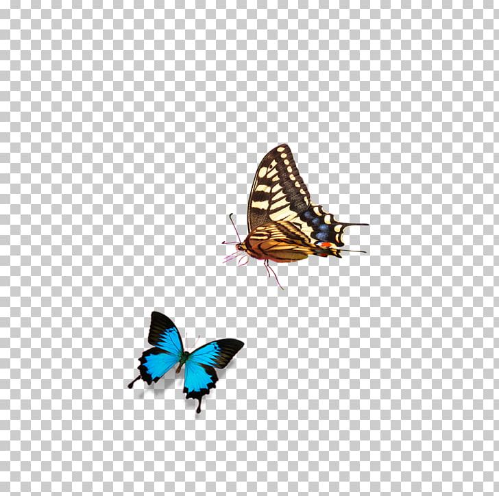 Butterfly Nymphalidae PNG, Clipart, Blue Butterfly, Brush Footed Butterfly, Butterflies, Butterfly, Butterfly Group Free PNG Download
