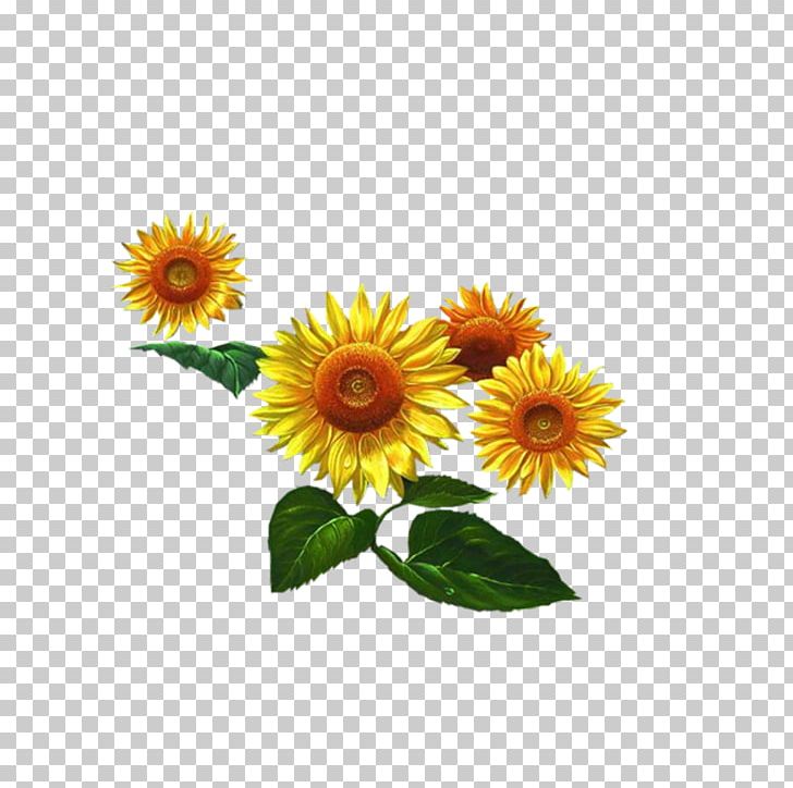 Common Sunflower Sunflower Seed PNG, Clipart, Cut Flowers, Daisy, Daisy Family, Download, Flower Free PNG Download