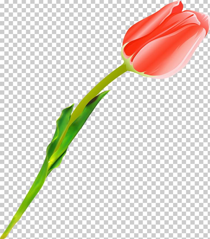 Cut Flowers Tulip Plant Stem PNG, Clipart, Bud, Cut Flowers, Daffodil, Flower, Flower Bouquet Free PNG Download