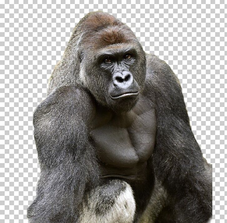 Killing Of Harambe Cincinnati Zoo & Botanical Garden Western Lowland Gorilla PNG, Clipart, All Might, Animal, Ape, Fur, Gorilla Free PNG Download